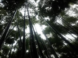 Un matcha perfetto in un bosco di bambù Zen