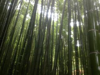 Un matcha perfetto in un bosco di bambù Zen