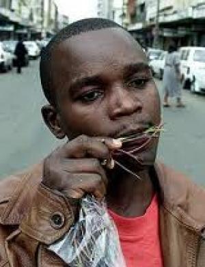 Napoli : la guardia di Finanza sequestra 23 kg di khat, droga molto in voga all’interno della comunità somala.