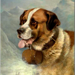 Portrait of a st bernar