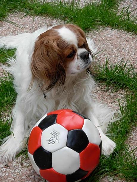 #purinaonepetdiary | La prima settimana è passata