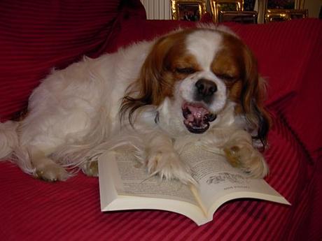 #purinaonepetdiary | La prima settimana è passata