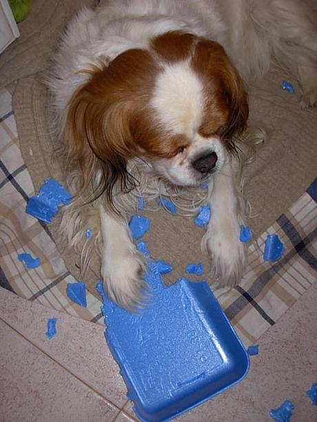 #purinaonepetdiary | La prima settimana è passata