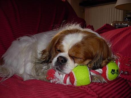 #purinaonepetdiary | La prima settimana è passata