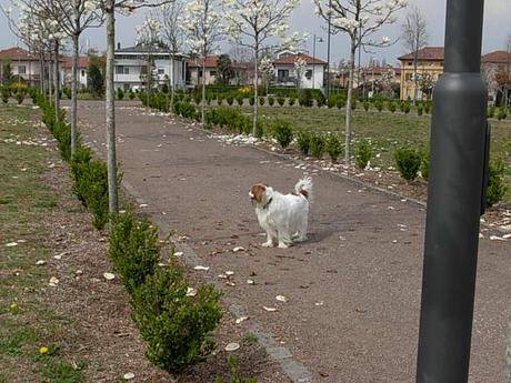 #purinaonepetdiary | La prima settimana è passata