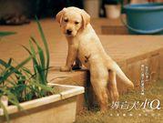 Film Giapponesi: Quill La vita di un cane guida