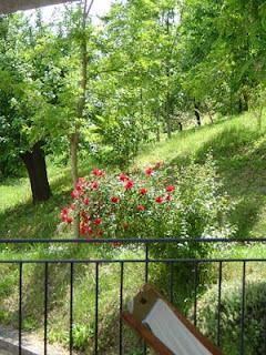 Rose di maggio e aforismi