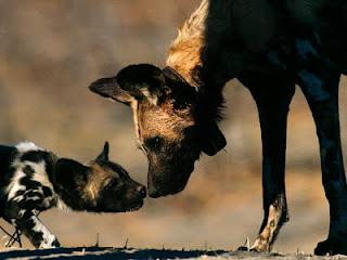 Licaone, il nomade della savana