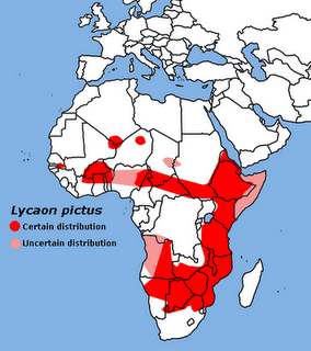 Licaone, il nomade della savana