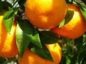 innesto agrumi