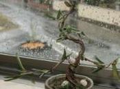 olivo bonsai
