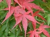 acero rosso foglie verdi