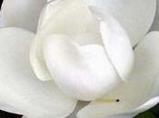 magnolia perde foglie