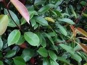Photinia perde foglie