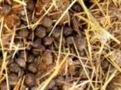 concimi fertilizzanti