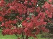 irrigazione acero rosso vaso