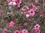 coltivare terreno sabbioso