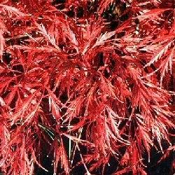 acer palmatum