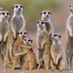 ANCHE I SURICATI INSEGNANO AI LORO PICCOLI