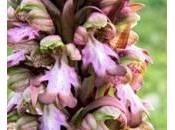 Barbaramente estinta. Monte Sacro un’orchidea spontanea c'e' piu'