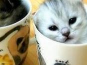 Kitten cafes