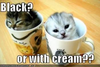 funny-pictures-kittens-coffee-