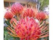 Protea,Cordifolium,Telopea,scopriamo queste meravigliose creature