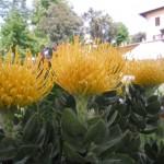 cordifolium giallo