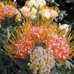 fiori di cordifolium  tricolore