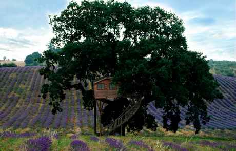 Casa sull'albero Suite Bleue Agriturismo la piantata