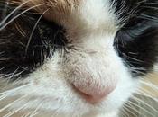 amata gattina muore braccia... suicida