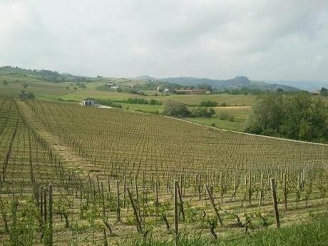 Orizzonte Nizza: vino e territorio