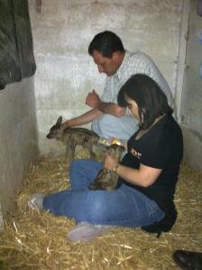 Assisi, salvati due cuccioli di cerbiatto