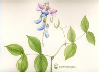 Lathyrus vernus. Acquerello