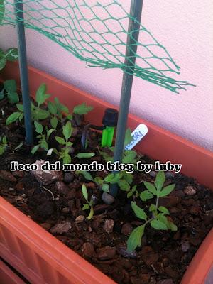 GERMOGLIO POMODORO PERINO-ORTO SUL BALCONE