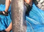 Uscita ovvero...pesce all'amo