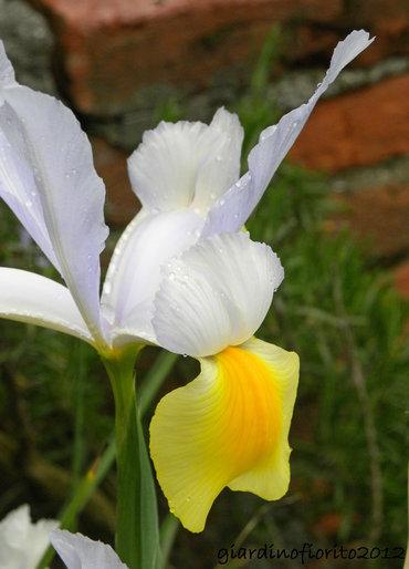 Iris