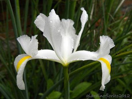 Iris