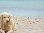 Tempo mare, tempo spiaggia. Arrivano prime multe cani spiaggia