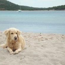 Tempo di mare, tempo di spiaggia. Arrivano le prime multe per i cani in spiaggia!