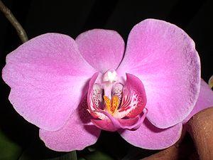 Phalaenopsis cultivar, orchidee