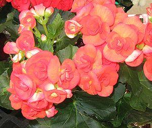 Begonia-Elatior-Hybrid A Begonia cultivar.