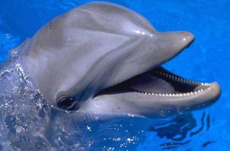 Salvato un delfino nella costa Maremmana