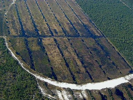 I CAROLINA BAYS SONO STATI CREATI DA SCARICHE ELETTROSTATICHE?