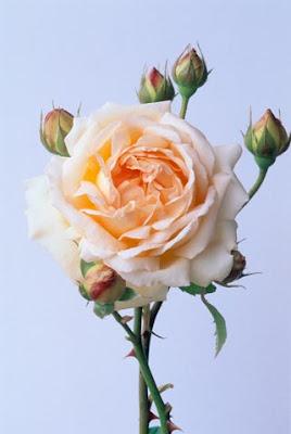 Le Rose Antiche e Moderne di David Austin