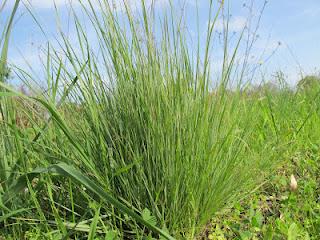 Barboncino mediterraneo del Salento leccese