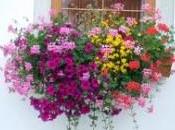 Come scegliere fiori balcone