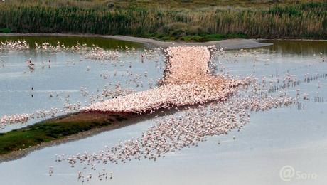 Il Parco e i suoi “angeli”