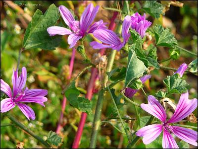 Sfilata di fioriture di Primavera