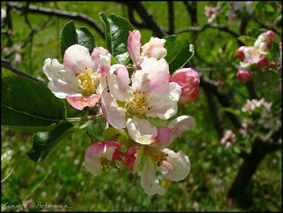 Sfilata di fioriture di Primavera